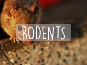 Extermination Mice Montreal | Extermination Montreal | Rodents West Island