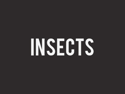 Insects | L'Ex-terminateurJM | BedBugs