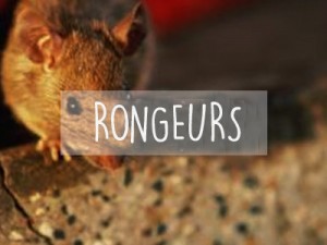 Extermination Montreal | Rats Souris| Rongeurs