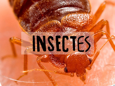 L'Ex-TerminateurJM | Punaises | Insects
