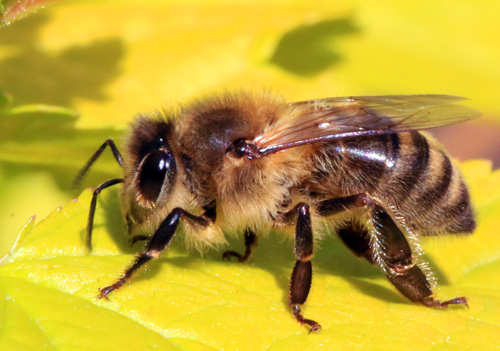 bEE