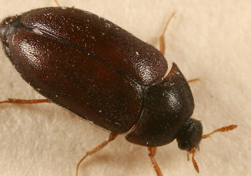 carpet beetle
