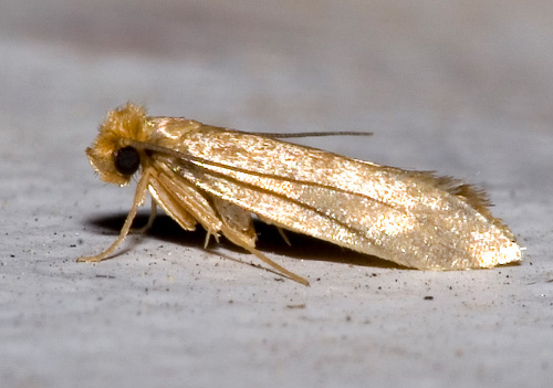 clothing moth