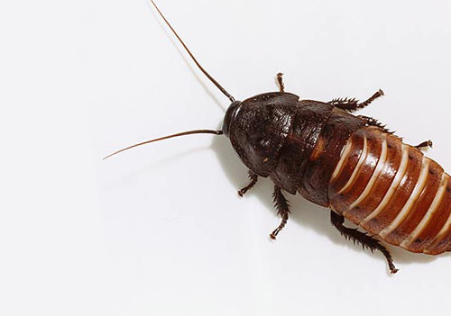 cockroaches