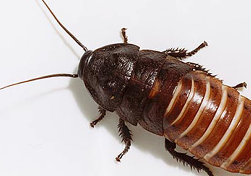 cockroaches