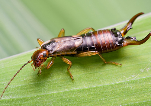 earwig
