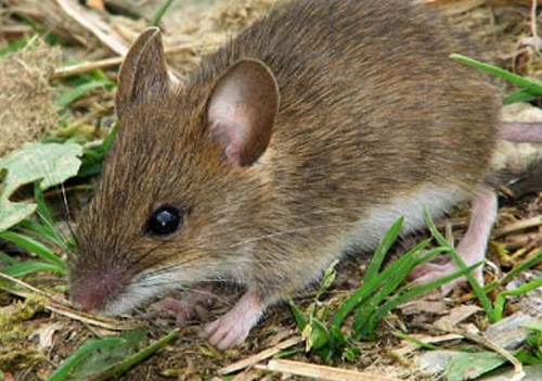 mice