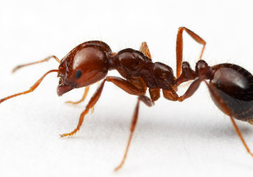 pharao ants