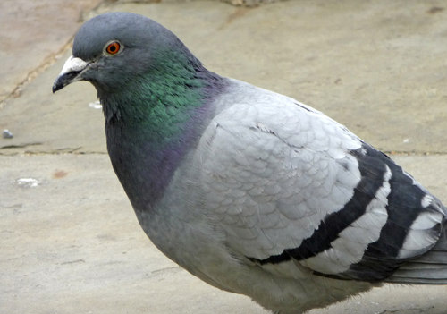 pigeons