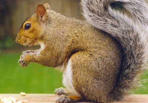 squirrels